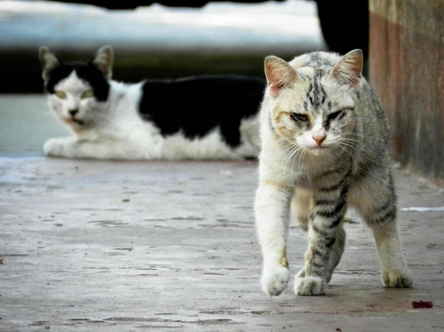 Na zdjęciu widać dwa szaro-białe koty, jeden idzie, drugi leży na ulicy